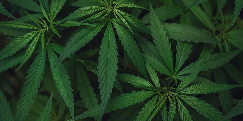 Legalization of Marijuana Employee Background Checks